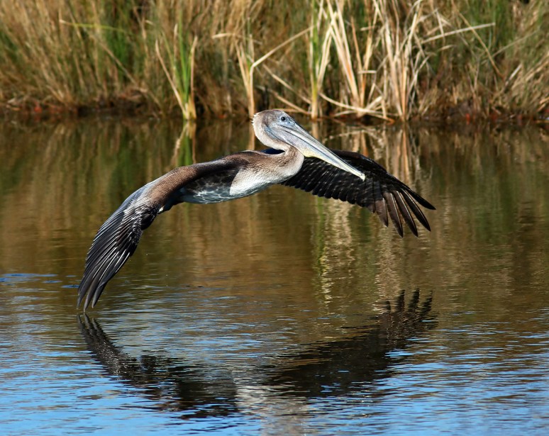 Pelicans Splashing Around 