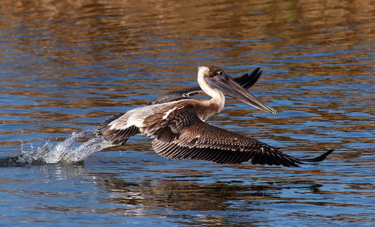 Pelicans Splashing Around 