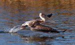 Pelicans Splashing Around