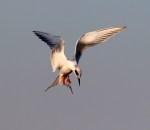 Tern Misses Fish