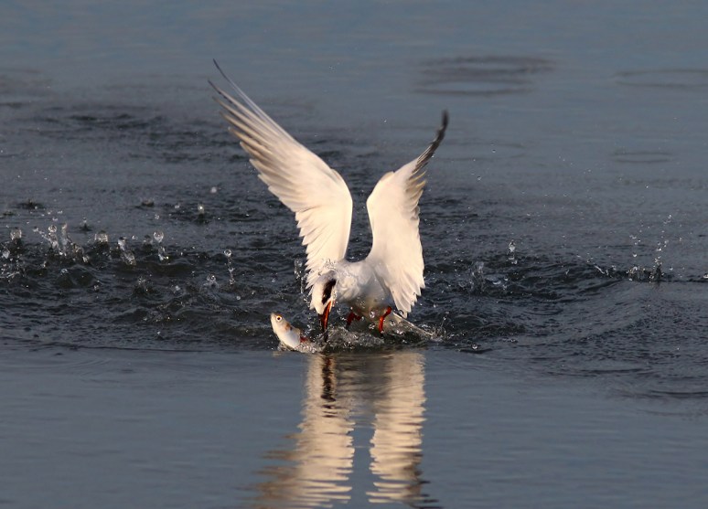Tern Misses Fish 