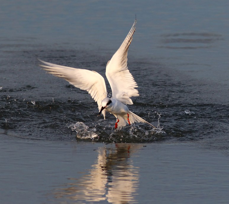 Tern Misses Fish 