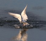Tern Misses Fish
