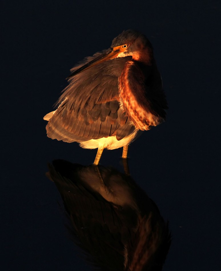 Tricolored Heron at Evening Sunset 