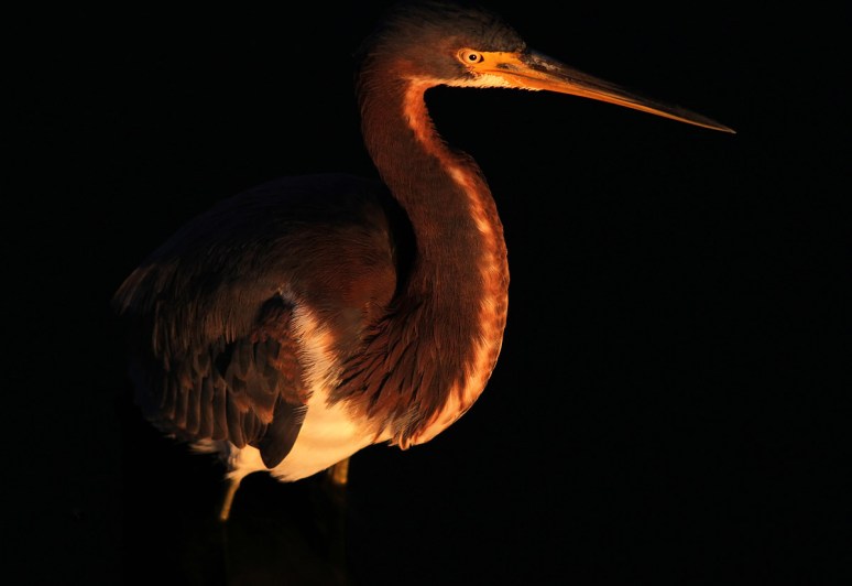Tricolored Heron at Evening Sunset 