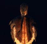 Tricolored Heron at Evening&nbsp;Sunset