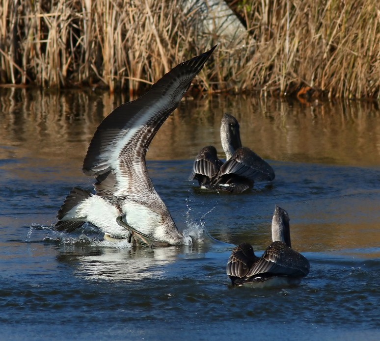 Crashes and Splashes