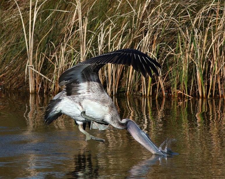 Crashes and Splashes