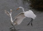 Egret Disagreement