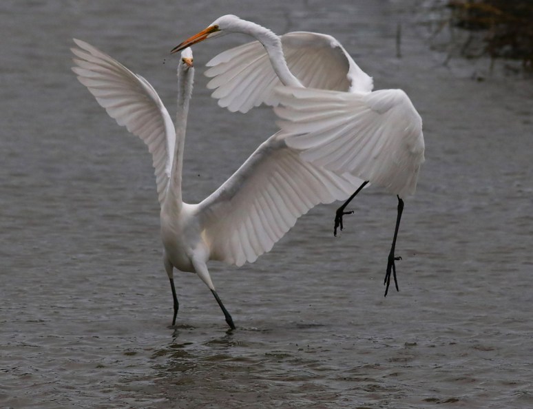 Egret Disagreement 