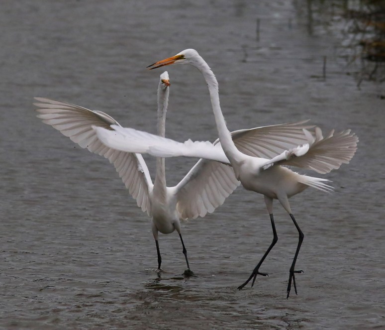 Egret Disagreement 