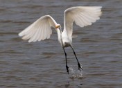 Egret Jump Off 