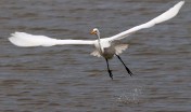 Egret Jump Off 