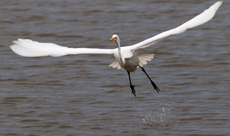 Egret Jump Off