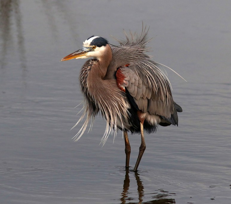 GBH Fluffed Up 
