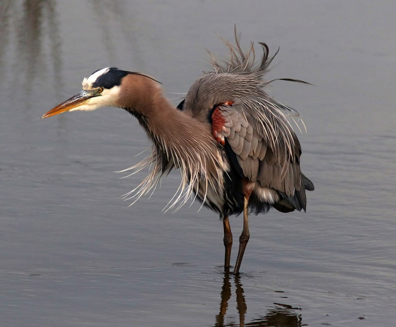 GBH Fluffed Up 