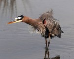 GBH Fluffed Up