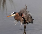 GBH Fluffed Up