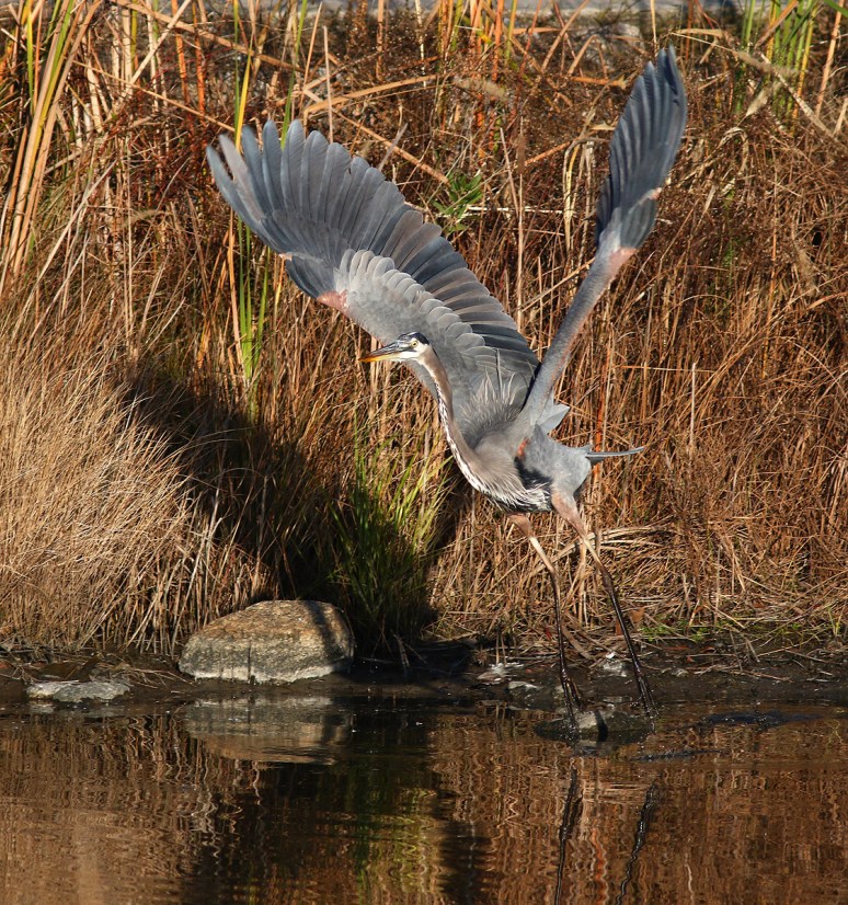 GBH Jumps Off From Marsh Pond 