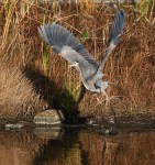GBH Jumps Off From Marsh&nbsp;Pond