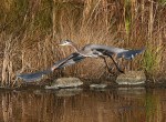 GBH Jumps Off From Marsh&nbsp;Pond