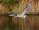 GBH Jumps Off From Marsh&nbsp;Pond