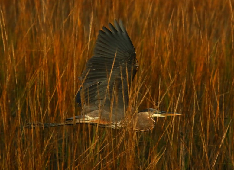 GBH Sunset Flight Through The Reeds