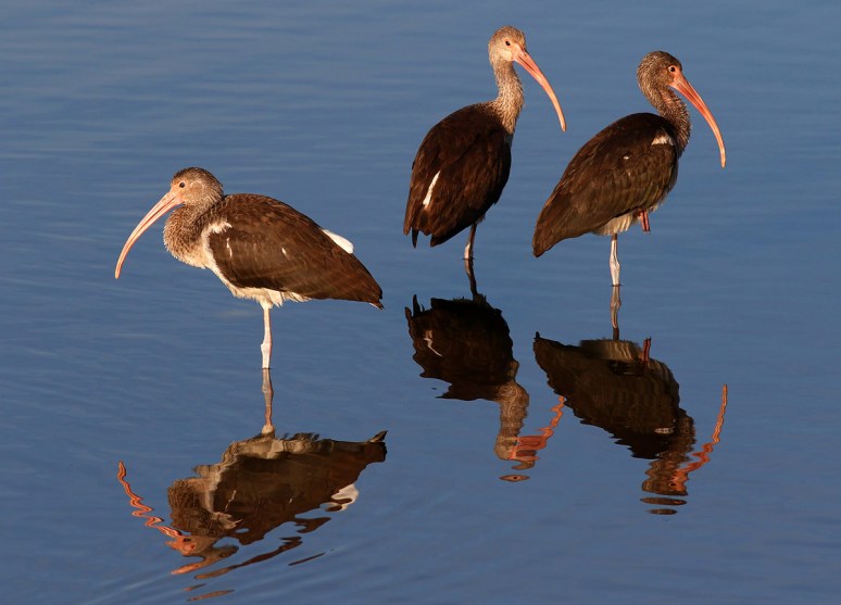 Juvie Ibis in the Marsh