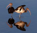 Juvie Ibis in the&nbsp;Marsh