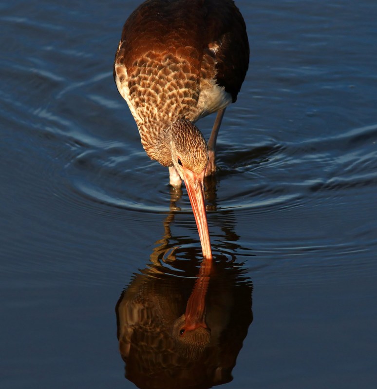 Juvie Ibis in the Marsh