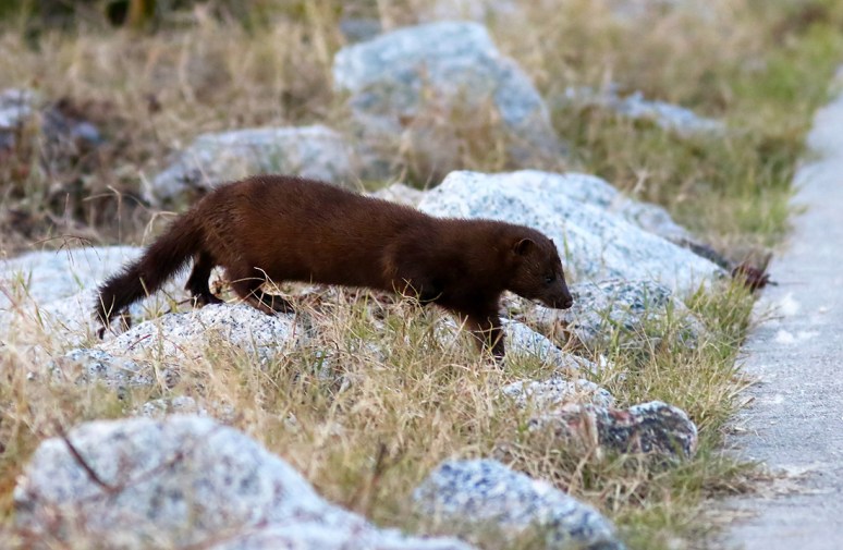 Mink on the Walkway 