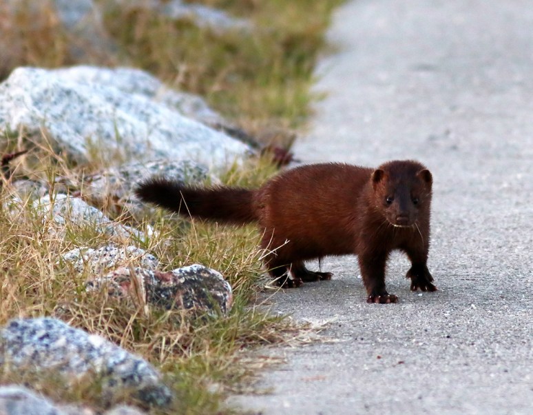 Mink on the Walkway 