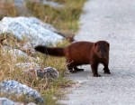 Mink on the&nbsp;Walkway