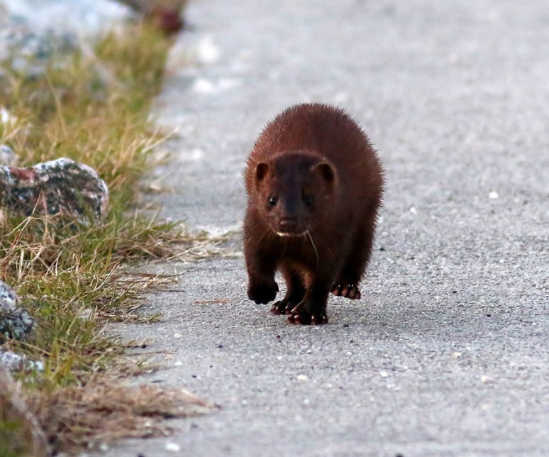 Mink on the Walkway 