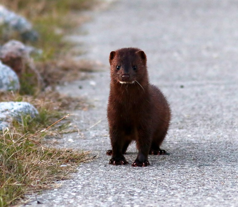 Mink on the Walkway 