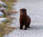 Mink on the&nbsp;Walkway