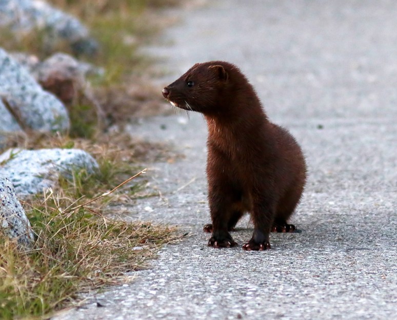 Mink on the Walkway 