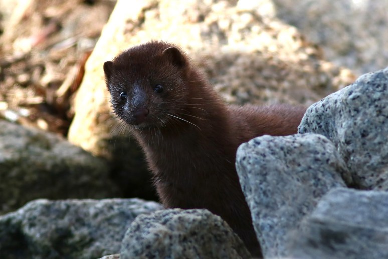 Mink Playing on the Rocks 
