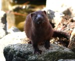 Mink Playing on the&nbsp;Rocks