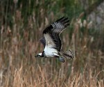 Osprey Shaking Off