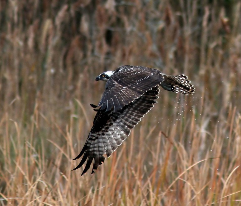 Osprey Shaking Off 