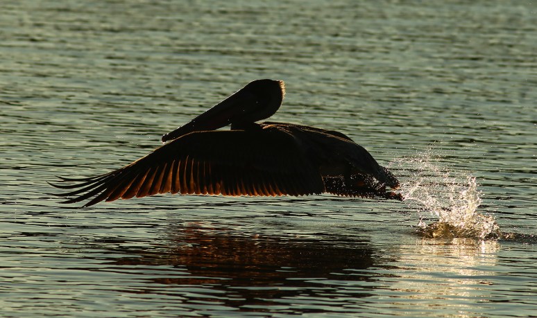 Pelican Late Day Backlit