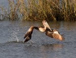 Pelican Splashing in Salt&nbsp;Marsh