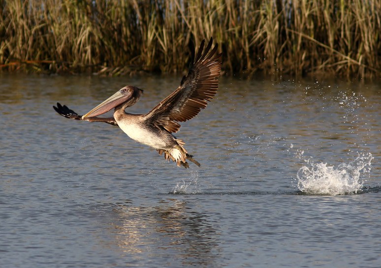 Pelican Splashing in Salt Marsh 