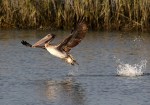 Pelican Splashing in Salt&nbsp;Marsh