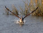 Pelican Splashing in Salt&nbsp;Marsh