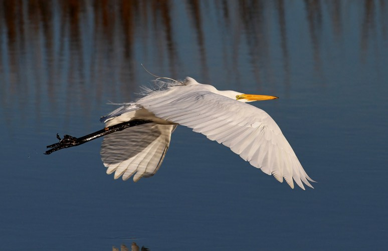 Radar in the Salt Marsh 