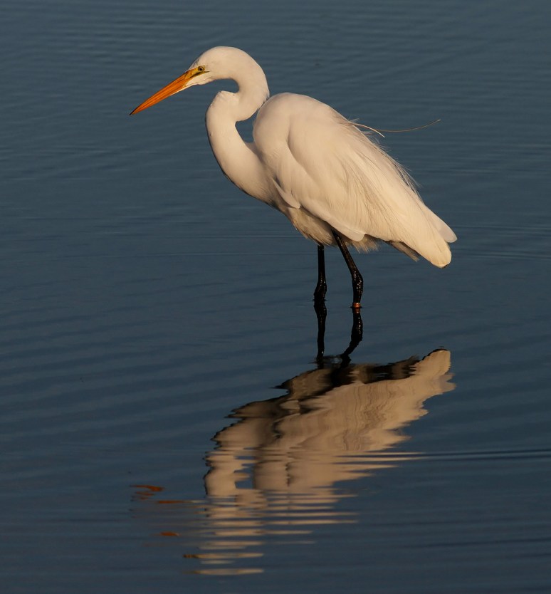 Radar in the Salt Marsh 