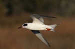 Terns at the Salt&nbsp;Marsh
