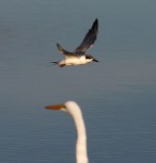 Terns at the Salt&nbsp;Marsh